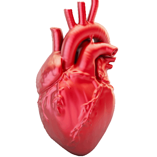 coeur qui bat